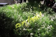 Giardina